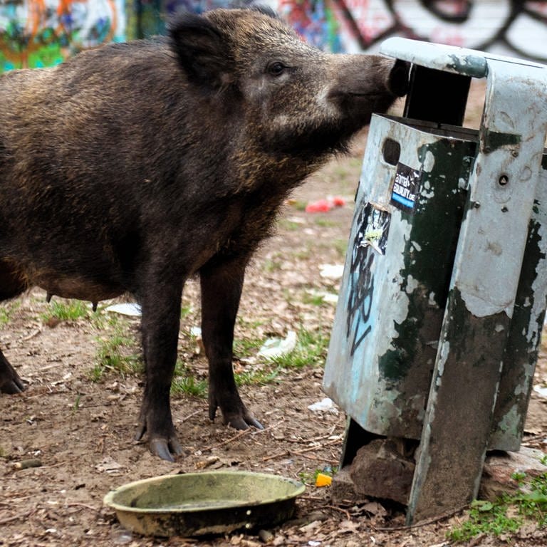 Wildschwein schnüffelt an einem Mülleimer - die Tiere nehmen werden zur Plage
