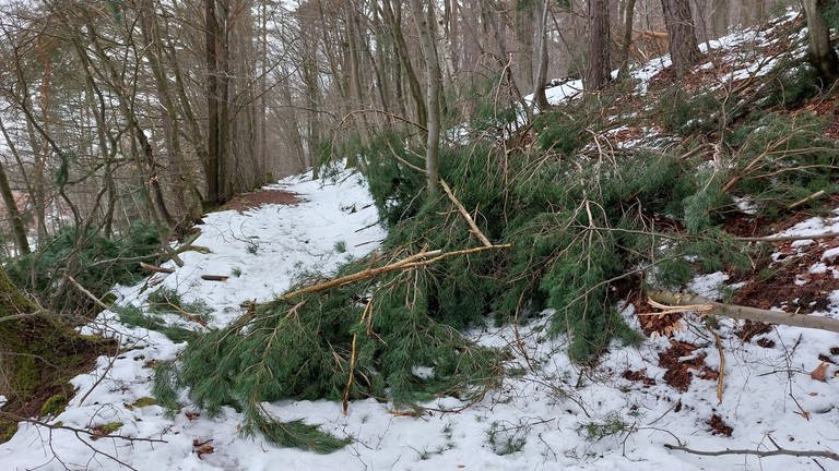 Ein Baum blockiert einen Waldweg in Hohenecken. Der Baum ist unter der großen Schneelast zusammengebrochen. (Foto: SWR)