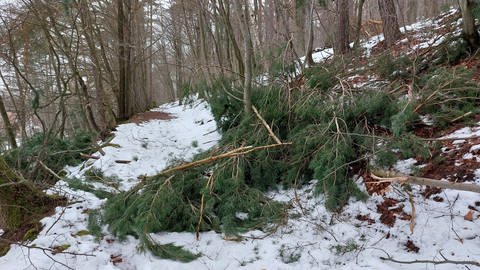 Ein Baum blockiert einen Waldweg in Hohenecken. Der Baum ist unter der großen Schneelast zusammengebrochen. (Foto: SWR)