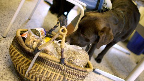 Ein Labrador schnüffelt bei der Tiertafel an einem Korb voller Hundefutter (Foto: dpa Bildfunk, picture-alliance/ dpa | Rolf Vennenbernd)