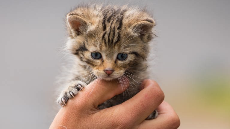 Ein Wildkatzenbaby in einer Hand (Foto: VIER PFOTEN/TIERART)