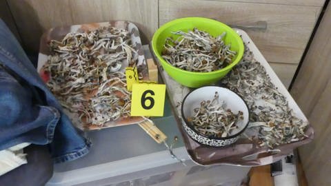 Diese Pilze fanden die Ermittler im Kinderzimmer des 19-Jährigen. (Foto: Zollfahndungsamt Frankfurt am Main)