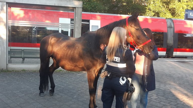 Die Polizei konnte das Pferd am Westbahnhof in der Nähe der Gartenschau in Kaiserslautern einfangen. (Foto: Polizeipräsidium Westpfalz)
