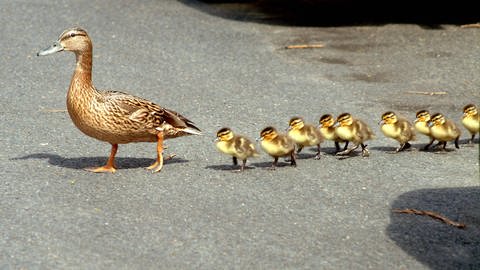Eine Entenfamilie überquert die Straße (Foto: IMAGO, IMAGO / Petra Schneider)