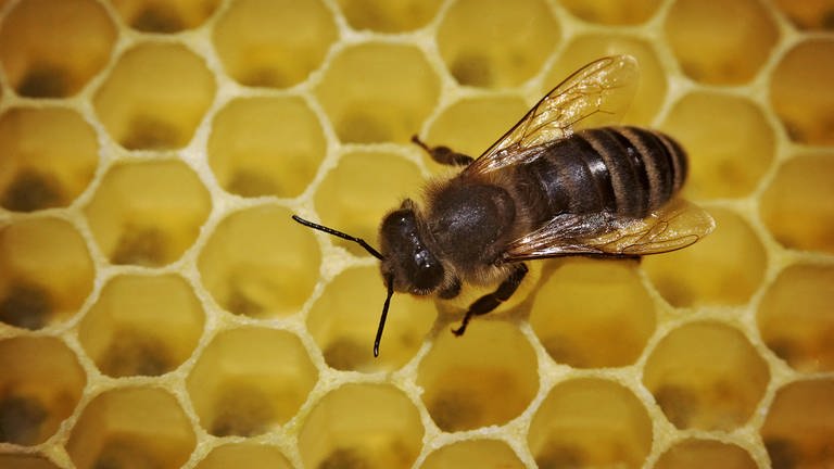Faulbrut bei Bienen im Kreis Kaiserslautern ausgebrochen (Foto: SWR)
