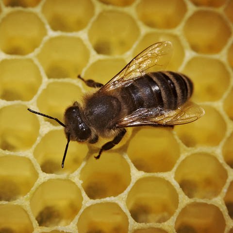 Faulbrut bei Bienen im Kreis Kaiserslautern ausgebrochen (Foto: SWR)