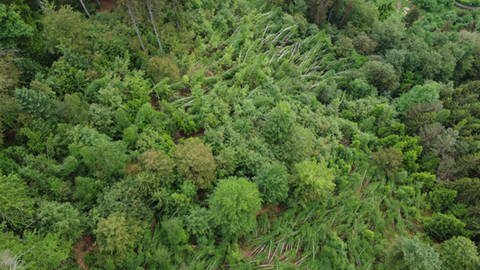Der Pfälzerwald von oben (Foto: Forschungsanstalt für Waldökologie und Forstwirtschaft)