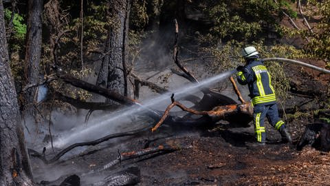 Die Feuerwehr bekämpft einen Waldbrand in Rheinland-Pfalz. Derzeit gilt im Pfälzerwald die höchste Waldbrandgefahrenstufe.  (Foto: picture-alliance / Reportdienste, picture alliance/dpa | Harald Tittel)
