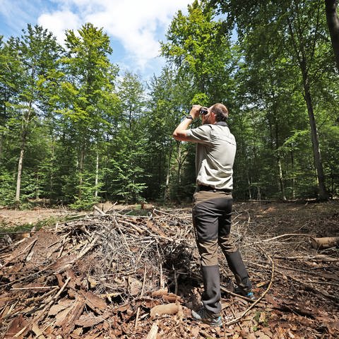 Die Forstleute untersuchen insgesamt etwa 4.000 Bäume in Rheinland-Pfalz. Dadurch erhoffen sich die Experten neue Antworten auf die Frage, wie es dem Wald im Land geht. (Foto: picture-alliance / Reportdienste, picture alliance/dpa | Oliver Berg)