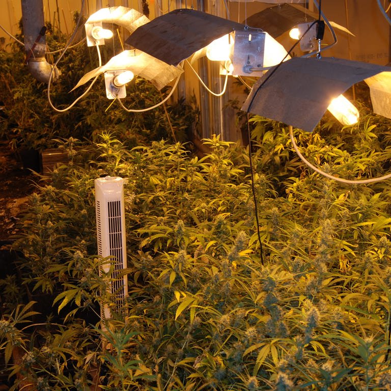 Die Polizei fand in dem verlassenen Haus in der Verbandsgemeinde Lauterecken-Wolfstein etwa 1.500 Pflanzen Cannabis. Der 28-jährige mutmaßliche Drogenhändler sitzt nun in Untersuchungshaft. (Foto: Symbolbild: picture alliance / dpa | Polizei Sachsen-Anhalt)