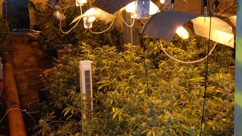 Die Polizei fand in dem verlassenen Haus in der Verbandsgemeinde Lauterecken-Wolfstein etwa 1.500 Pflanzen Cannabis. Der 28-jährige mutmaßliche Drogenhändler sitzt nun in Untersuchungshaft. (Foto: Symbolbild: picture alliance / dpa | Polizei Sachsen-Anhalt)