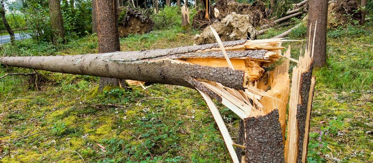 Auf einer Länge von 400 Metern haben die Unbekannten bei Otterberg etwa 40 Bäume zerstört. Auch ein Hochsitz sei dem Erdboden gleich gemacht worden. Die Polizei hofft jetzt auf Zeugenhinweise. (Foto: picture-alliance / Reportdienste, picture alliance / Bildagentur-online/McPhoto | Bildagentur-online/McPhoto)
