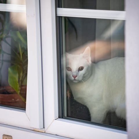 Eine Katze sitzt hinter dem Fenster (Foto: picture-alliance / Reportdienste, picture alliance/dpa | Frank Rumpenhorst)