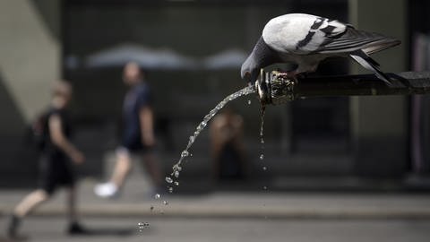 Durch den fehlenden Regen finden Tauben in den Städten nicht mehr genügend Wasser.  (Foto: picture-alliance / Reportdienste, Picture Alliance)
