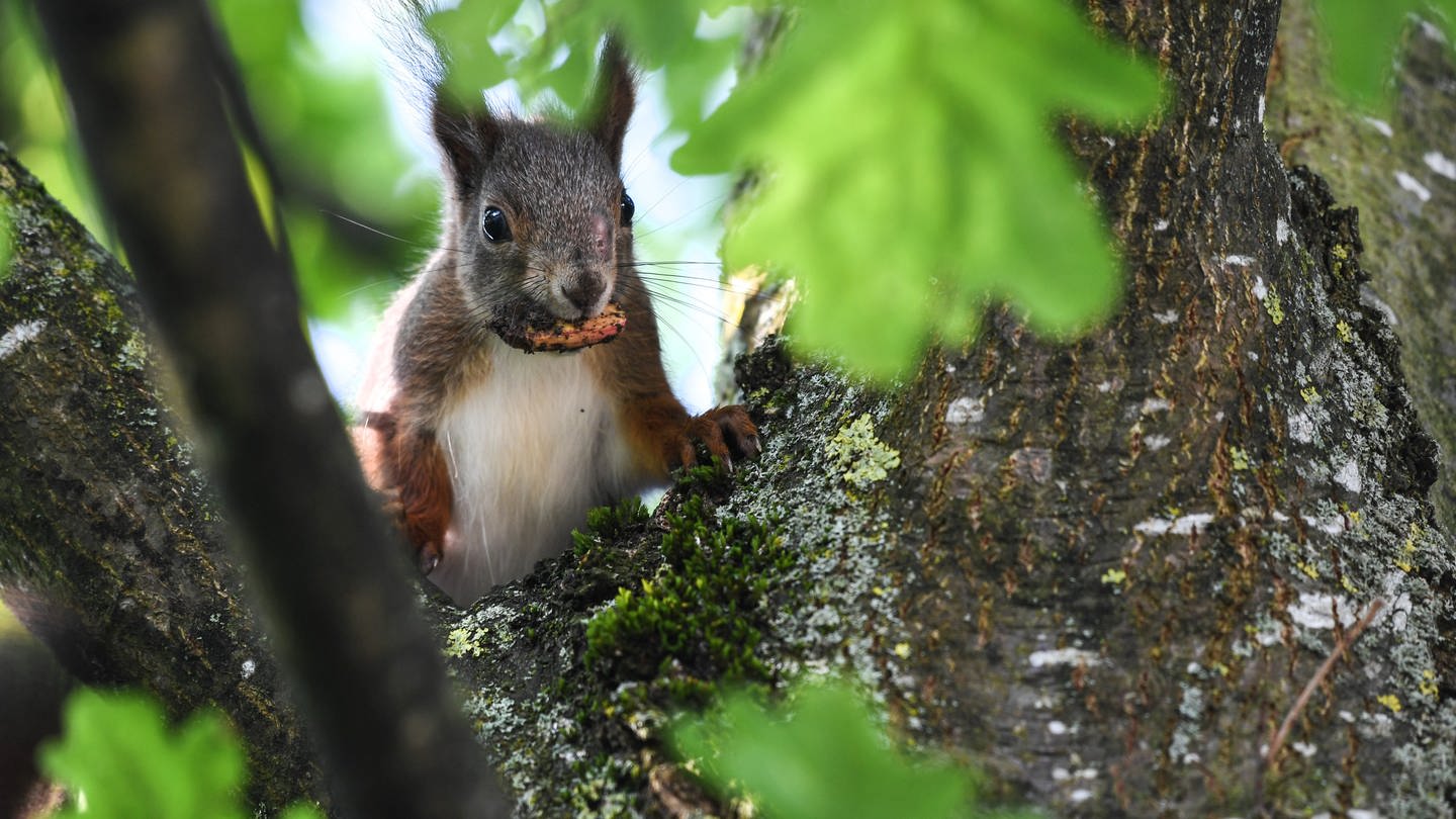 Eichhörnchen im Wald. (Foto: picture-alliance / Reportdienste, Picture Alliance)