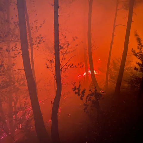 Waldbrand bei Erfweiler (Foto: Feuerwehr Verbandsgemeinde Dahner Felsenland )