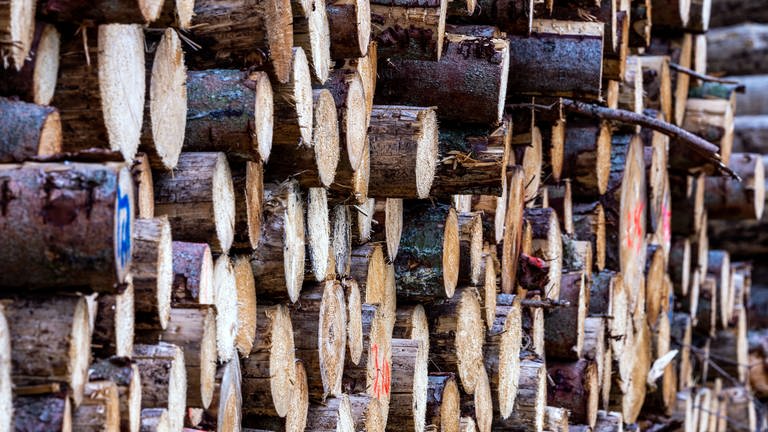 Geschlagenes Holz, das zur Weiterverarbeitung bereit liegt. (Foto: picture-alliance / Reportdienste, Picture Alliance)