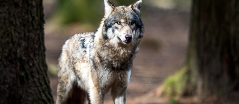 Experten sind sich sicher: Im Pfälzerwald ist ein Wolf unterwegs. Er soll mehrere Tiere gerissen haben.  (Foto: dpa Bildfunk, picture alliance/dpa | Alexander Heinl)