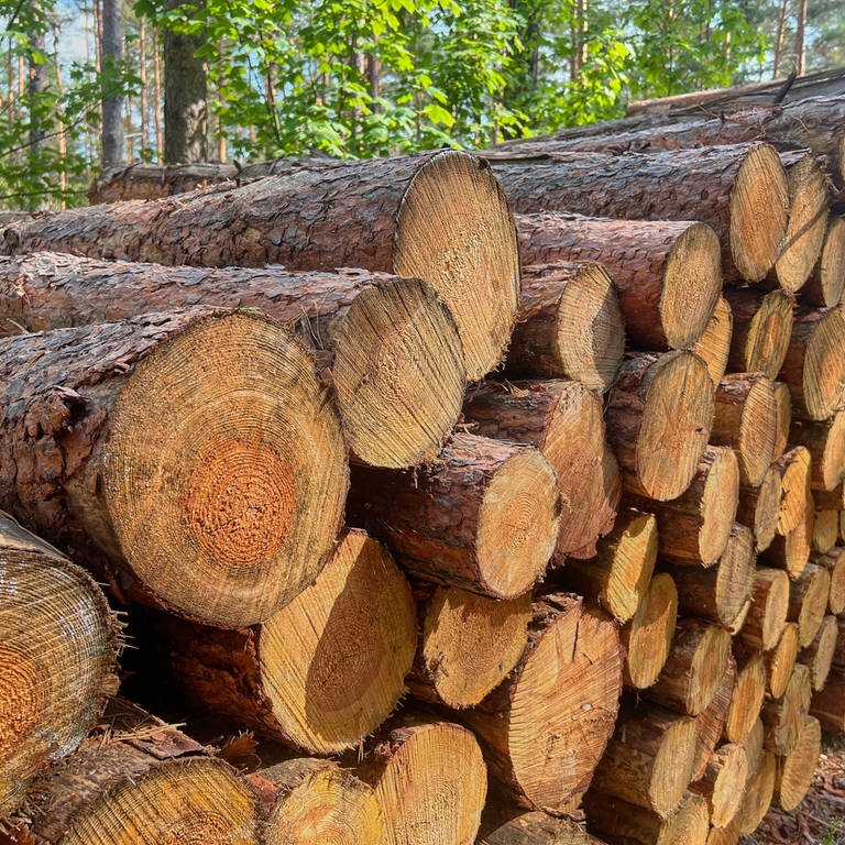Baumstämme im Wald - im Pfälzerwald sorgt man sich wegen Holzklau (Foto: IMAGO, IMAGO / mix1)