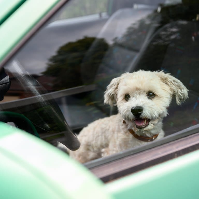 Ein kleiner Hund schaut aus einem Auto. (Symbolbild) (Foto: dpa Bildfunk, picture alliance/dpa | Jonas Walzberg)