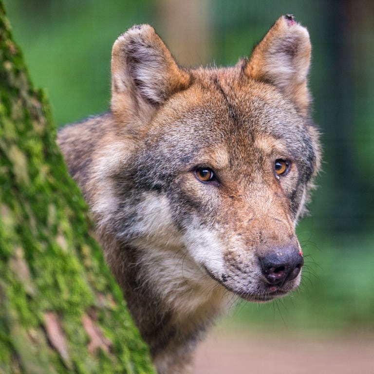 Experte aus Trippstadt zur Ausbreitung des Wolfes in der Pfalz