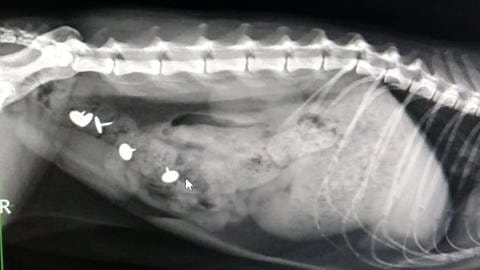 Röntgenaufnahmen einer Katze, im Körper sind Reißzwecke deutlich erkennbar (Foto: Tierschutz Zweibrücken, Tierarztpraxis Dr. Bonitz, Hornbach)