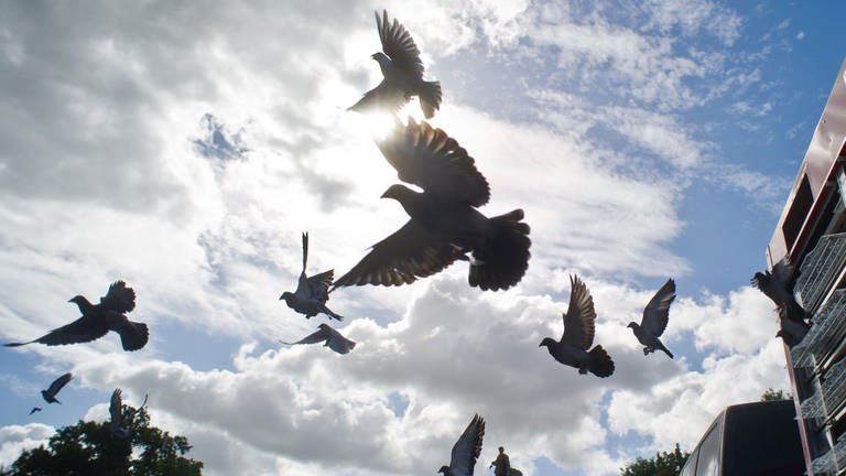 Viele Tauben fliegen durch die Luft (Foto: SWR)