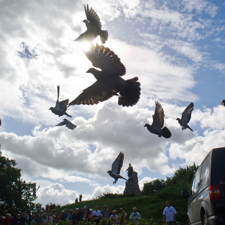 Viele Tauben fliegen durch die Luft (Foto: SWR)