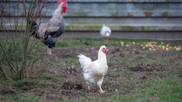 Hühner auf einem Feld - Geflügelpest im Kreis Kusel nachgewiesen worden (Foto: picture-alliance / Reportdienste, picture alliance/dpa | Stefan Sauer)