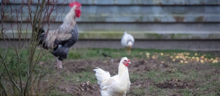 Hühner auf einem Feld - Geflügelpest im Kreis Kusel nachgewiesen worden (Foto: picture-alliance / Reportdienste, picture alliance/dpa | Stefan Sauer)