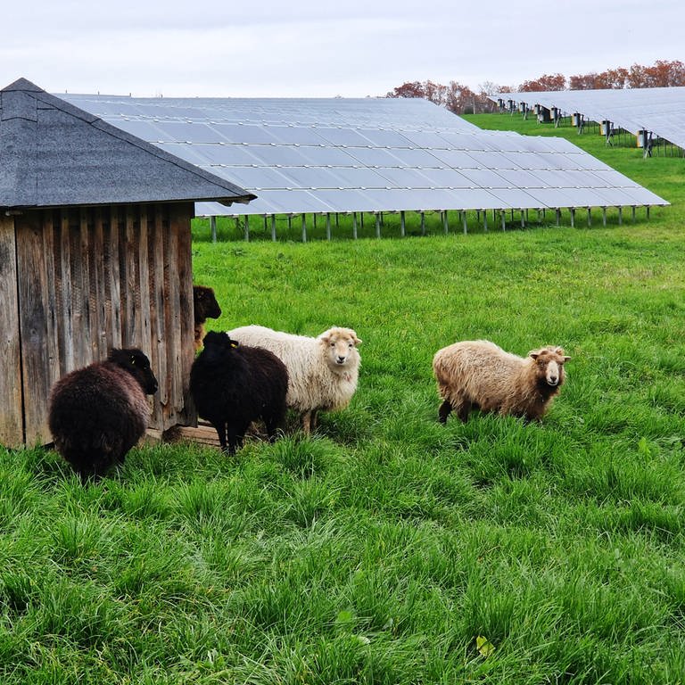 Unter den Solarpanelen im künftigen Solarpark Dellfeld sollen auch Schafe grasen können, erläutert Jan Kronenwerth, der bei Wiwi Consult die Projektentwicklung Solar leitet. Ähnliches habe auch schon bei einer Photovoltaik-Anlage in Waldböckelheim im Kreis Bad Kreuznach funktioniert.