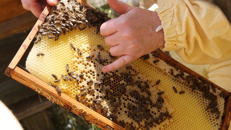 Ein Pirmasenser Bienenzüchter beklagt, ihm seien mehrere Waben gestohlen worden. Laut Polizei ist das nicht der erste Fall. (Foto: picture-alliance / Reportdienste, picture alliance/dpa | Bodo Schackow)