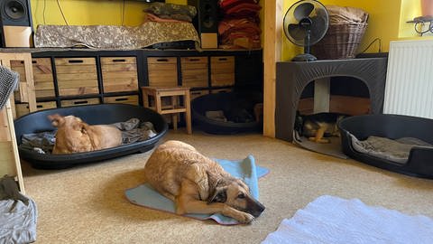 Im ganzen Haus stehen Körbchen verteilt. Feste Plätze gibt es nicht. Jeder Hund kann schlafen wo er möchte.  (Foto: SWR)