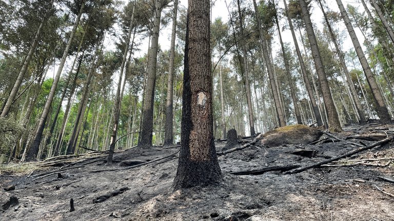Verbrannte Bäume nach einem Waldbrand in der Nähe von Schönau im Kreis Südwestpfalz (Foto: SWR)