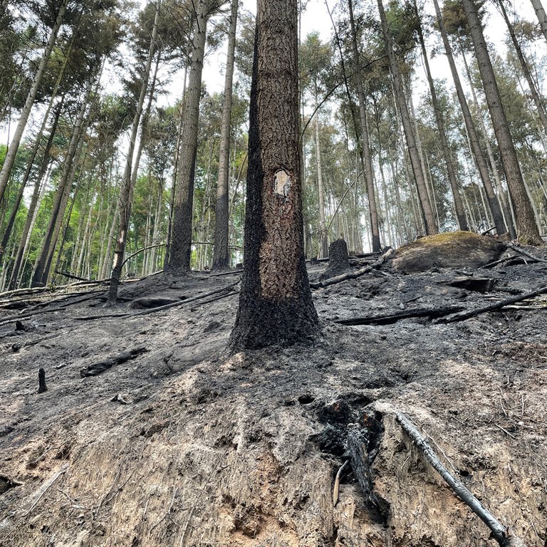 Verbrannte Bäume nach einem Waldbrand in der Nähe von Schönau im Kreis Südwestpfalz (Foto: SWR)