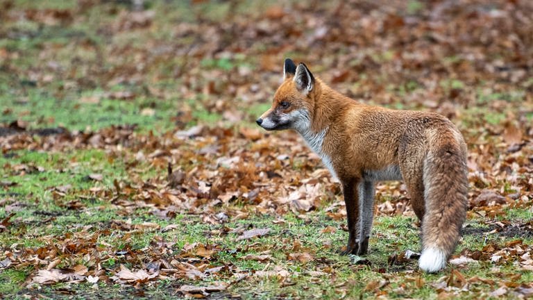 Bei einem Fuchs im Donnersbergkreis ist die Geflügelpest nachgewiesen worden (Foto: dpa Bildfunk, Picture Alliance)