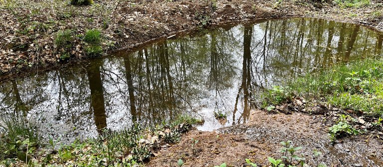 Rund um den Donnersberg wurden Tümpel angelegt. Diese sollen bei trockenen Sommern helfen, dass Wasser im Wald bleibt.  (Foto: SWR)