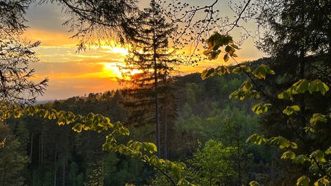 Der Pfälzerwald (Foto: SWR)