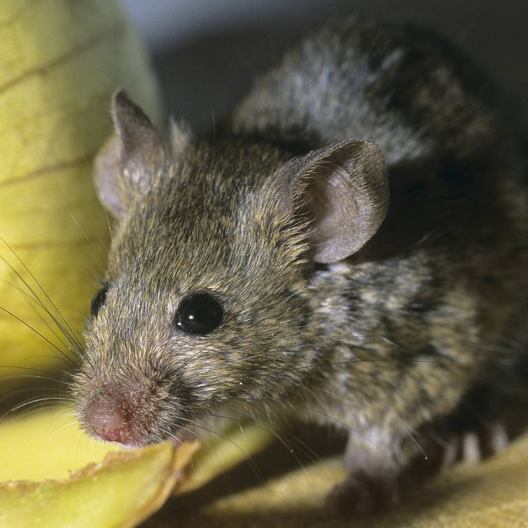 In einem Lager des Lebensmittel-Lieferdienstes Flink in Kaiserslautern sollen Mäuse Essenverpackungen angeknabbert haben. (Symbolbild) (Foto: IMAGO, IMAGO / blickwinkel)