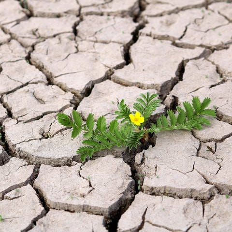 Durchsetzungsvermögen von Gänsefingerkraut - blühende Pflanze im ausgetrockneten Boden (Foto: dpa Bildfunk, picture alliance / blickwinkel/R. Rebmann | R. Rebmann)