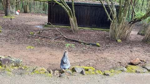 Der Zoo Kaiserslautern in Siegelbach staretet in die neue Saison. (Foto: SWR)