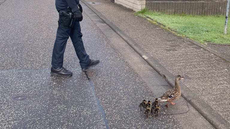 Ein Polizist begleitet eine Entenfamilie über die Straße, nachdem die Küken aus einem Gulli gerettet wurden. (Foto: Polizei Pirmasens)