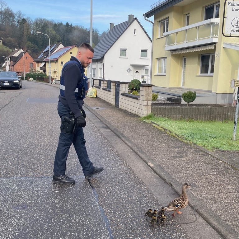 Ein Polizist begleitet eine Entenfamilie über die Straße, nachdem die Küken aus einem Gulli gerettet wurden. (Foto: Polizei Pirmasens)