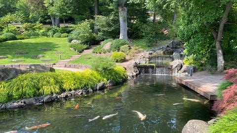 Der Japanische Garten in Kaiserslautern ist ein Wassergarten mit Teichen, Wasserfällen und Rinnsalen.