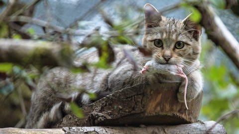 Wildkatze hat eine Maus im Maul (Foto: VIER PFOTEN/TIERART)