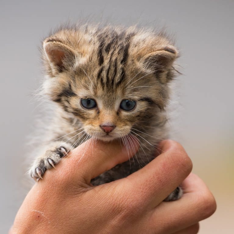 Ein Wildkatzenbaby in einer Hand (Foto: VIER PFOTEN/TIERART)