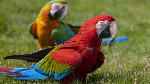 zwei große Papageien sitzen auf einer Wiese. (Foto: picture-alliance / Reportdienste, picture alliance  AA  Rasid Necati Aslim)