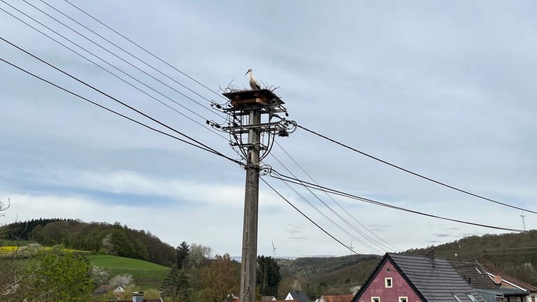 Der Storch scheint sich auf seiner neuen Plattform in Herschweiler-Pettersheim wohl zu fühlen. 