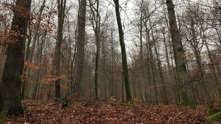 Pfälzerwald bei Schmalenberg im Winter