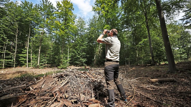 Die Forstleute untersuchen insgesamt etwa 4.000 Bäume in Rheinland-Pfalz. Dadurch erhoffen sich die Experten neue Antworten auf die Frage, wie es dem Wald im Land geht. (Foto: picture-alliance / Reportdienste, picture alliance/dpa | Oliver Berg)
